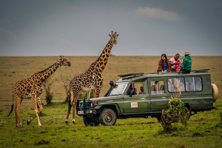 058 Masai Mara, giraffen.jpg